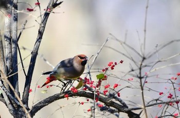 春浓花娇芙蓉帐64章