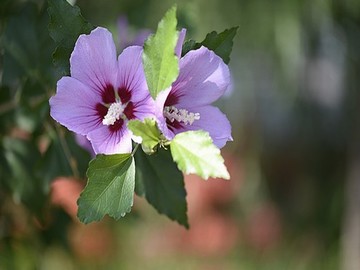 花婉莹的悲剧小说