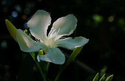 范冰冰接吻老外视频