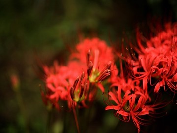 水姓莲花星辰影院